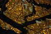 [Satellite Photo?]