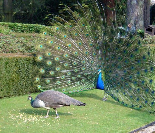     peacock-wooing-peahe